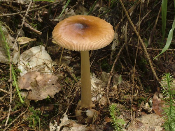 amanita fulva