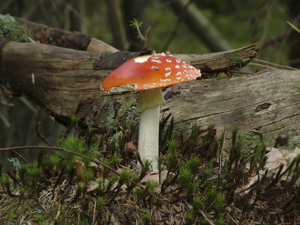 Amanita muscaria