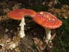 amanita muscaria