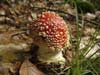 amanita muscaria