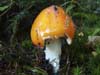 amanita muscaria