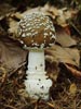 amanita pantherina