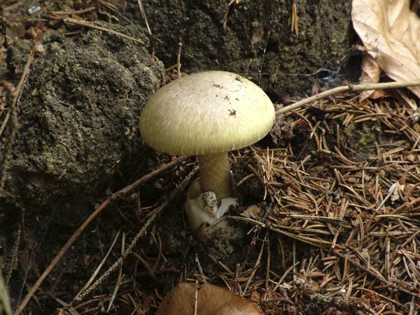 Amanita phalloides