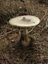 amanita phalloides