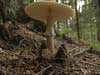 amanita phalloides