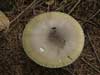 amanita phalloides