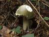 amanita phalloides