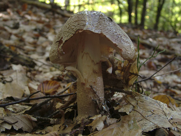 amanita rubescens