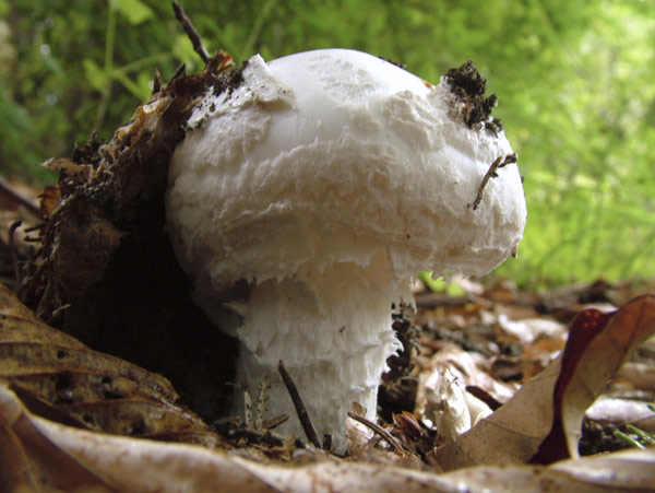 Amanita strobiliformis