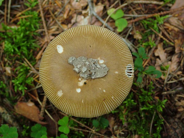 Amanita submembranacea