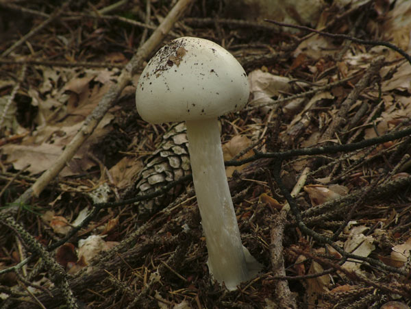 Amanita virosa