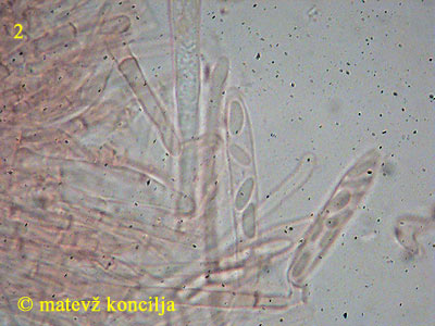 Mollisia amenticola - trosi