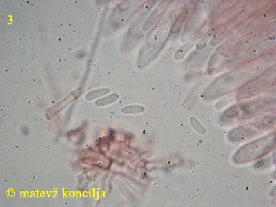 Mollisia amenticola - Sporen