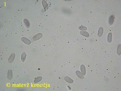 Amylostereum areolatum - Sporen
