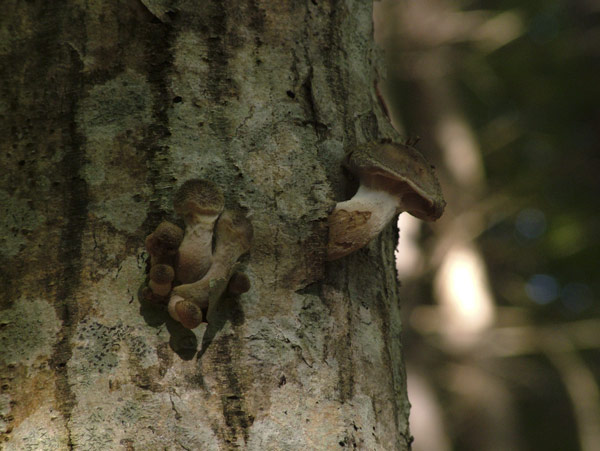 armillaria ostoyae