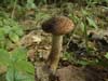 armillaria ostoyae