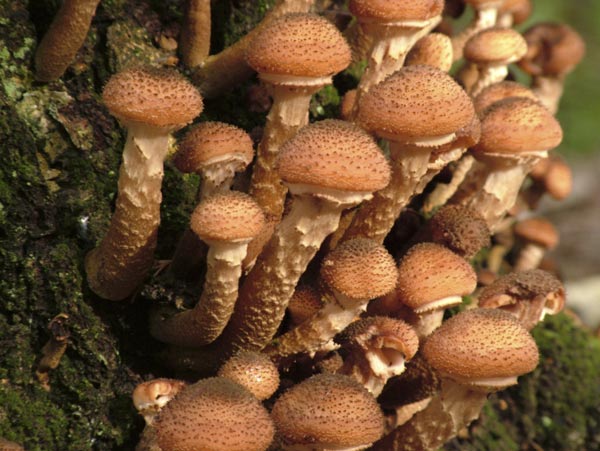 armillaria ostoyae