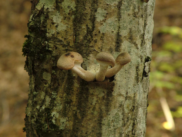 armillaria ostoyae