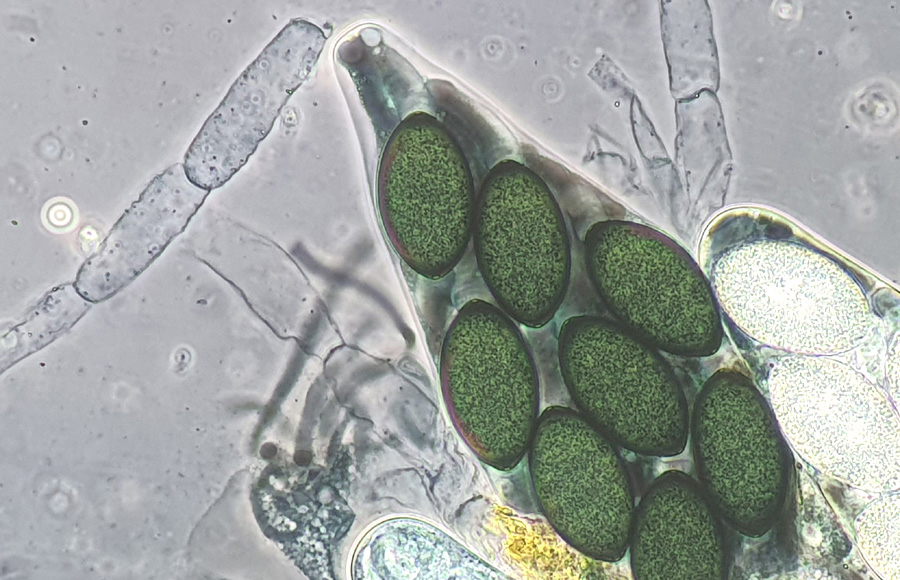 Arnium mendax