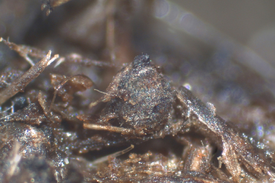 Arnium mendax