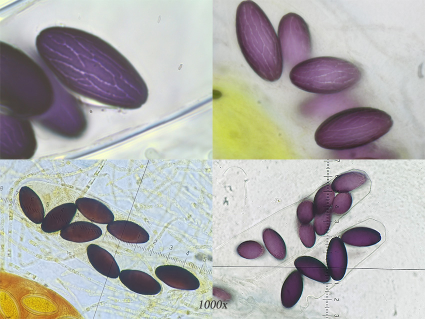 Ascobolus albidus