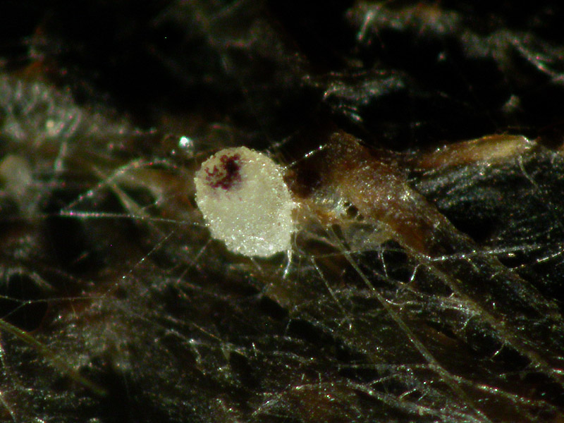 Ascobolus albidus - Weißer Kotling