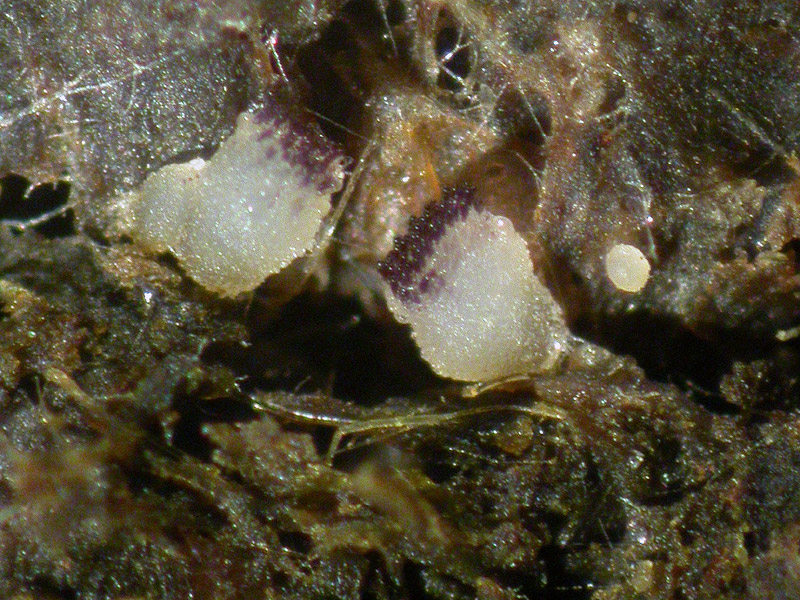 Ascobolus albidus - Weißer Kotling