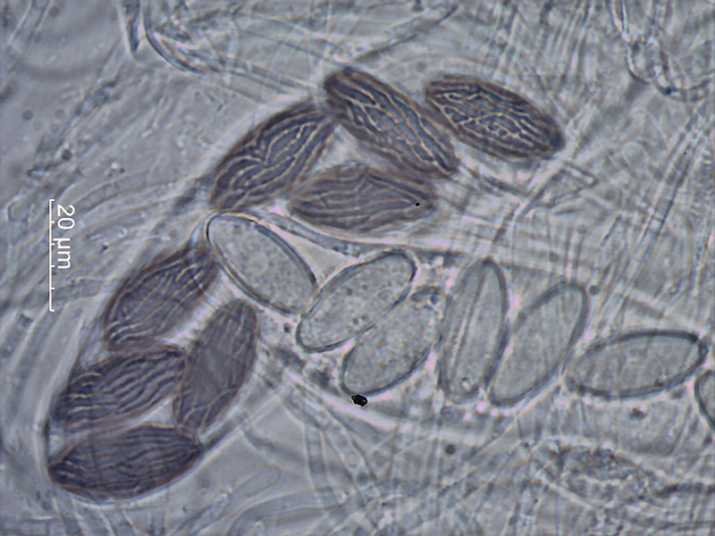 Ascobolus albidus - Weißer Kotling