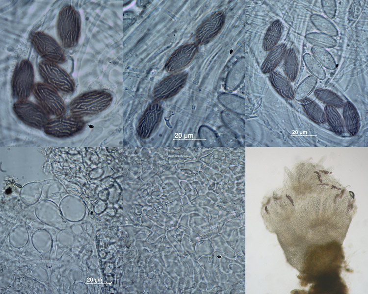 Ascobolus albidus - Weißer Kotling