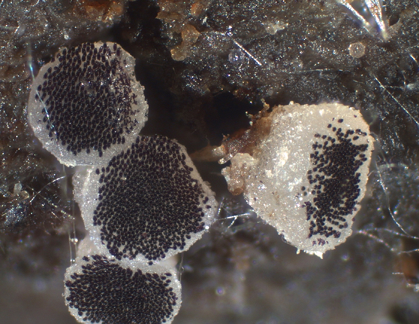Ascobolus sacchariferus