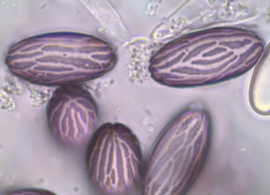 Ascobolus sacchariferus