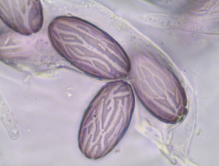 Ascobolus sacchariferus