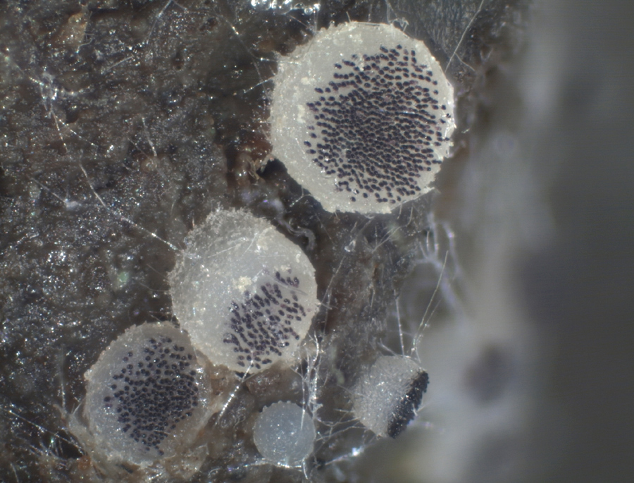 Ascobolus sacchariferus