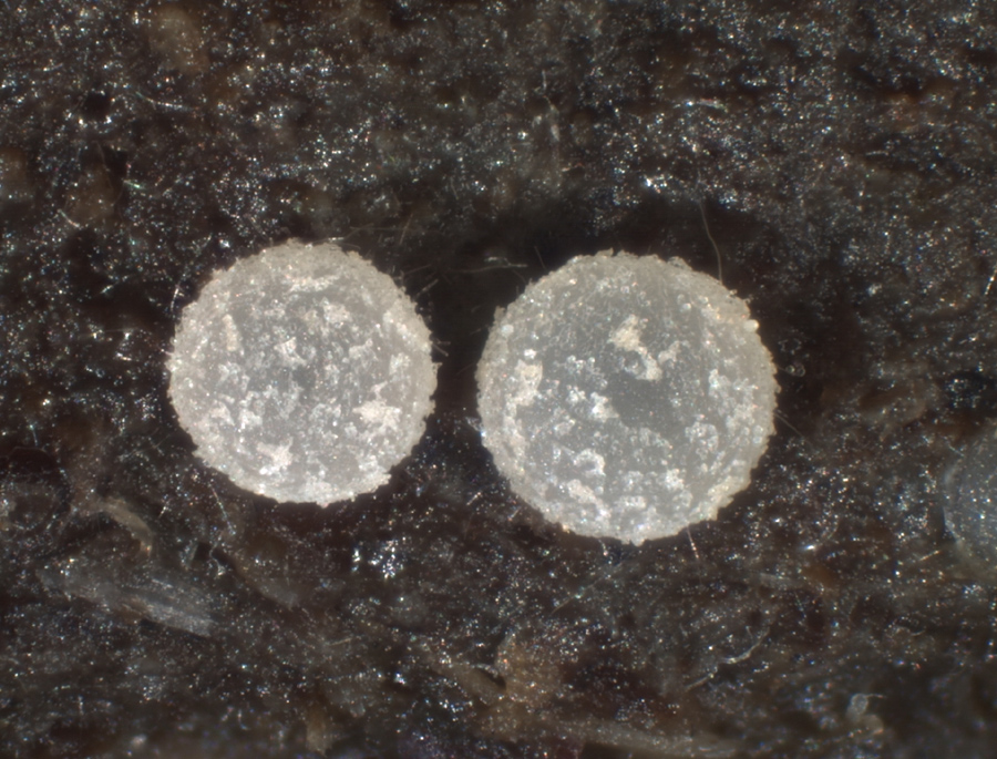 Ascobolus sacchariferus