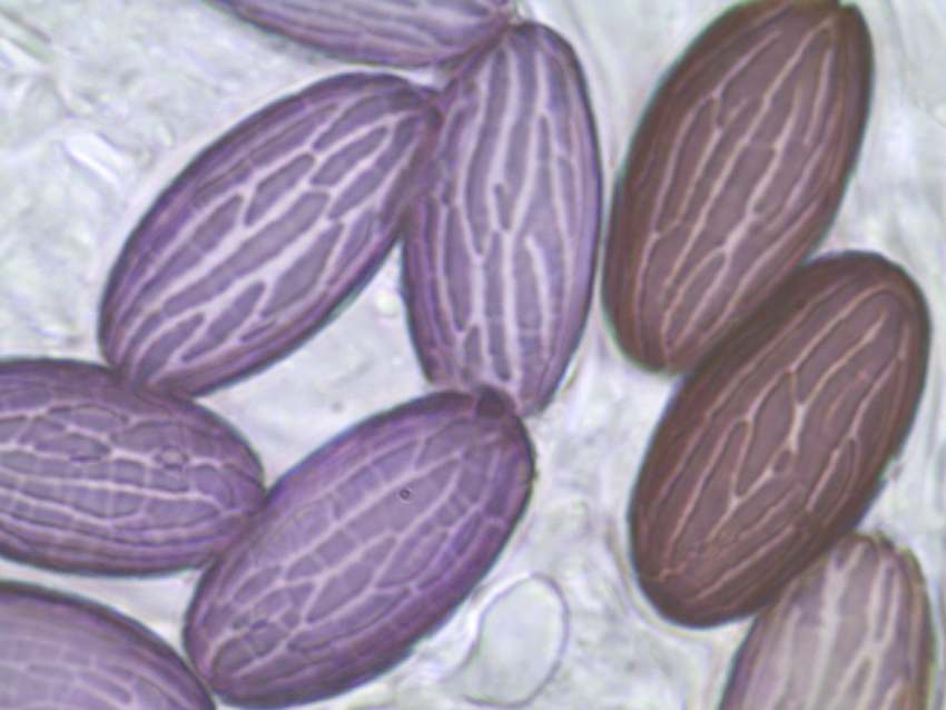 Ascobolus sacchariferus