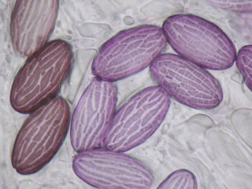 Ascobolus sacchariferus
