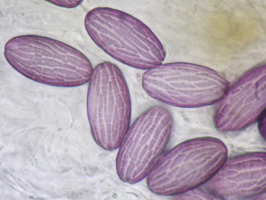 Ascobolus sacchariferus