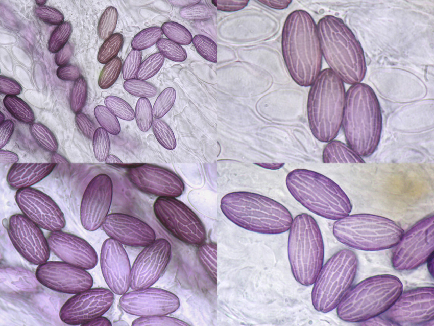 Ascobolus sacchariferus