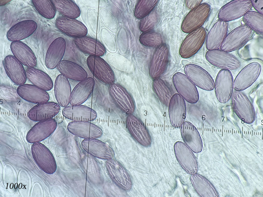 Ascobolus sacchariferus