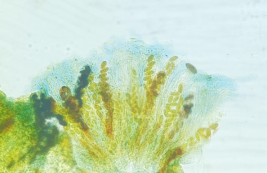 Ascobolus sacchariferus