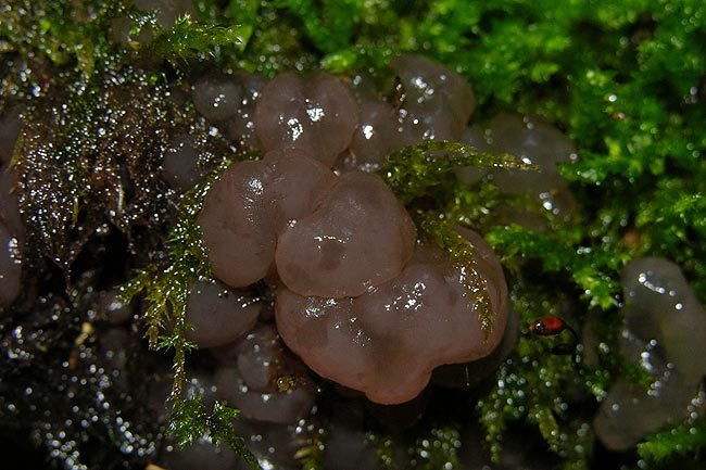 ascotremella faginea