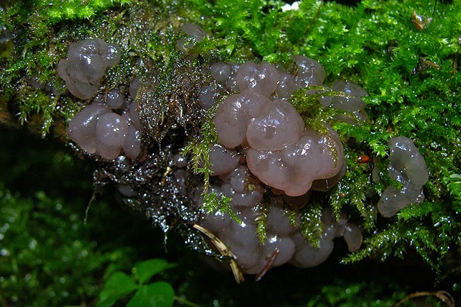 ascotremella faginea