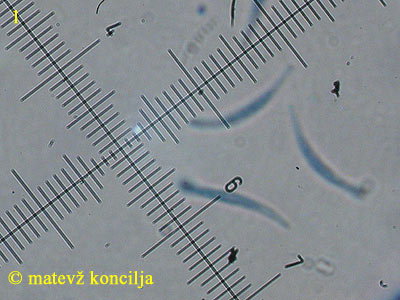 Orbilia aurantiorubra - trosi