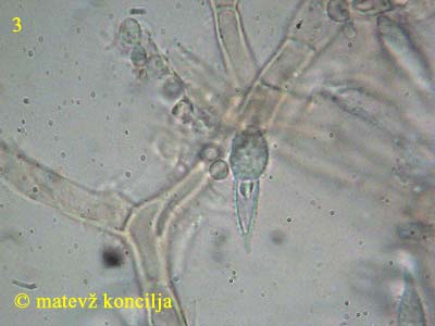 Hypomyces aurantius - trosi
