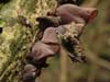 auricularia auricula-judae