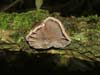 auricularia auricula-judae