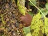 auricularia auricula-judae