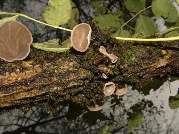 auricularia auricula-judae