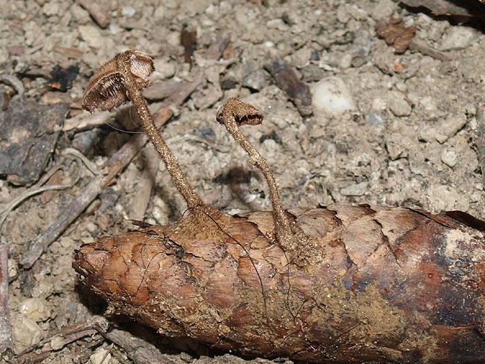 Auriscalpium vulgare - Ohrlöffelpilz