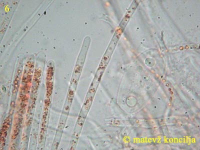sarcoscypha austriaca - parafize